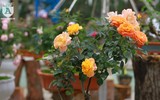 Ngắm hoa hồng bonsai trị giá cả trăm triệu đồng khoe sắc